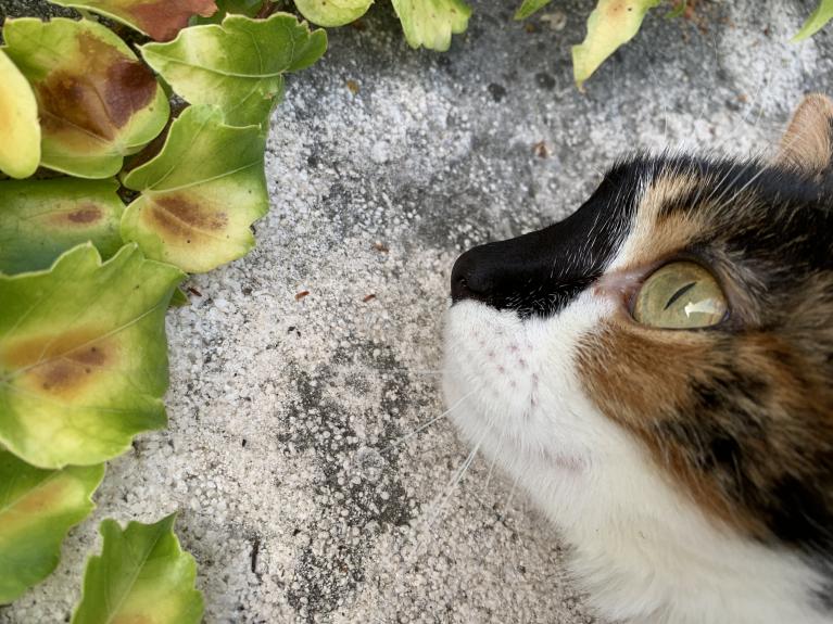 Cacahuete Artiste Chat